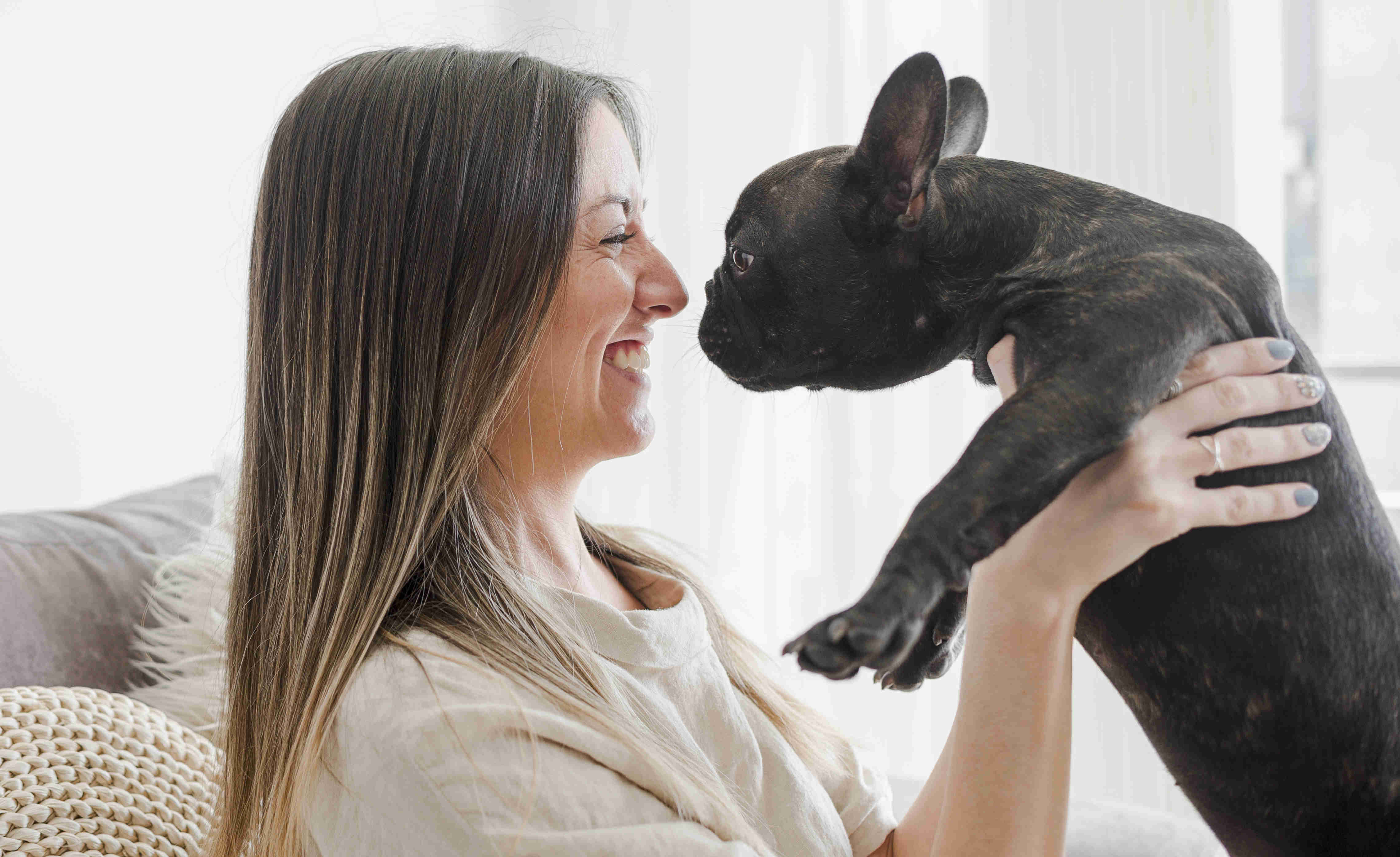 French Bulldog Socialization: How they interact with new people and animals